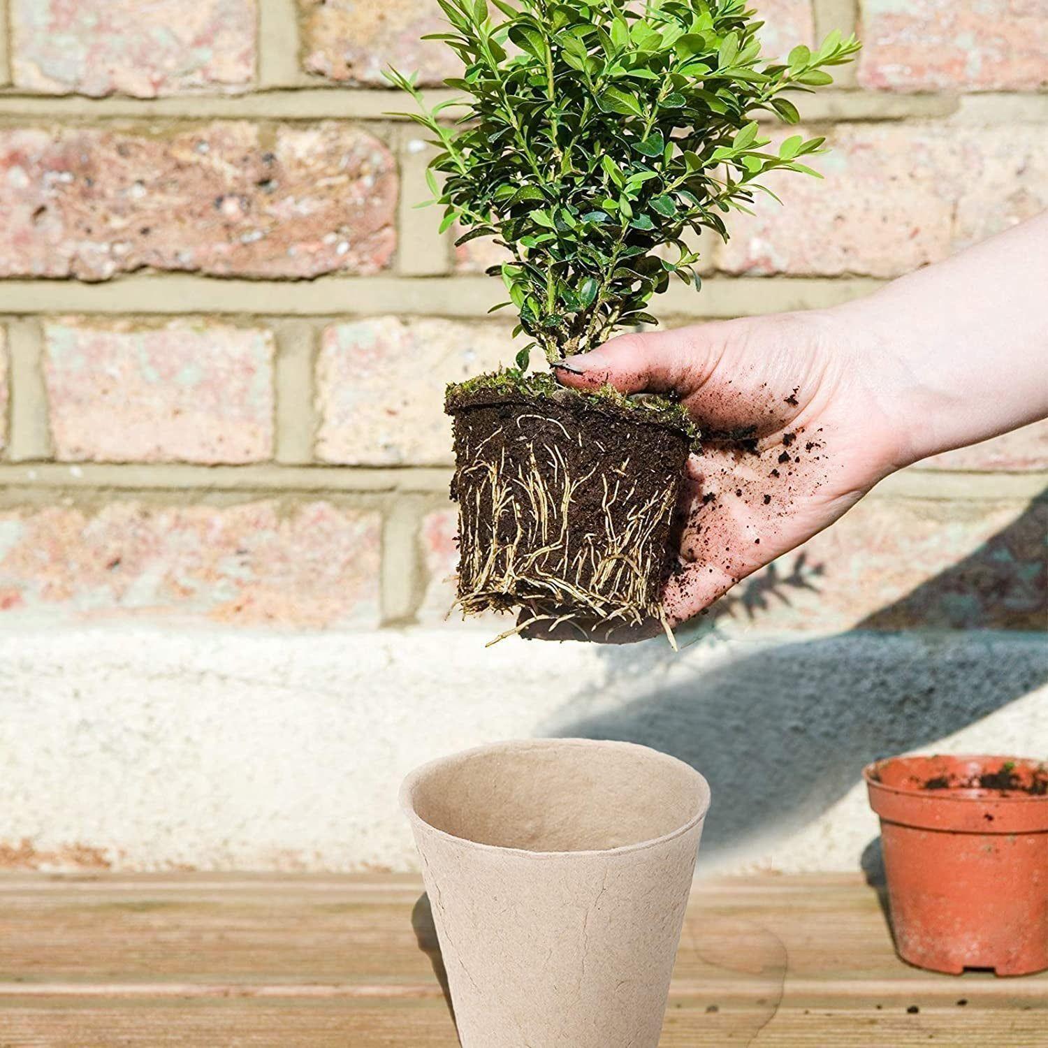 Peat Plant Pots for Plantings