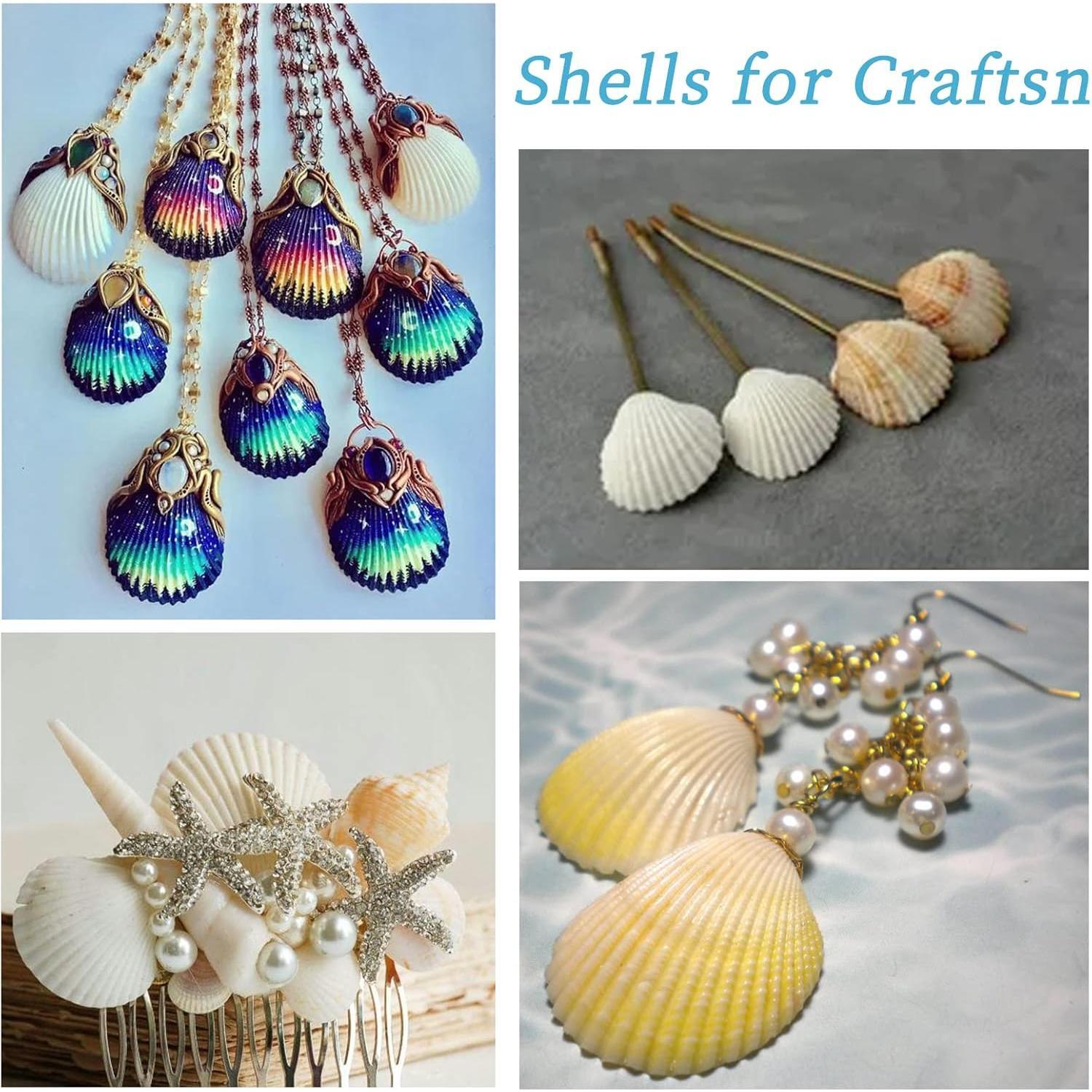 Decorative Sea Shells